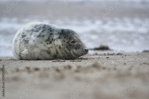 Baby seal relaxing enjoying the lovely day on a Baltic Sea beach. Seal with a soft fur coat long whiskers dark eyes and sharp claws. Harmony with nature. Seal looking inquisitively at the camera