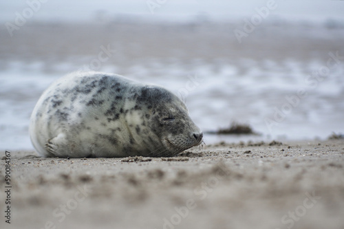 Baby seal relaxing enjoying the lovely day on a Baltic Sea beach. Seal with a soft fur coat long whiskers dark eyes and sharp claws. Harmony with nature. Seal looking inquisitively at the camera