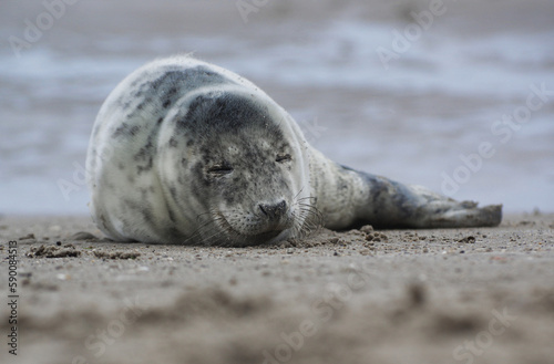 Baby seal relaxing enjoying the lovely day on a Baltic Sea beach. Seal with a soft fur coat long whiskers dark eyes and sharp claws. Harmony with nature. Seal looking inquisitively at the camera