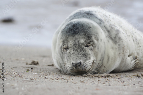 Baby seal relaxing enjoying the lovely day on a Baltic Sea beach. Seal with a soft fur coat long whiskers dark eyes and sharp claws. Harmony with nature. Seal looking inquisitively at the camera