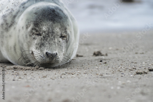 Baby seal relaxing enjoying the lovely day on a Baltic Sea beach. Seal with a soft fur coat long whiskers dark eyes and sharp claws. Harmony with nature. Seal looking inquisitively at the camera