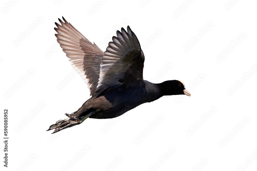 Fototapeta premium Eurasian Coot isolated on white background ( Fulica Atra ). 