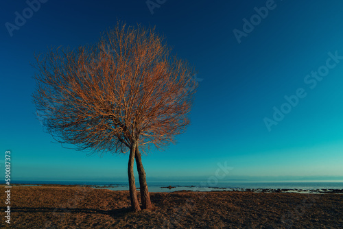 Autumn landscape with tree and lake  Kyrgyzstan  Issyk-Kul lake