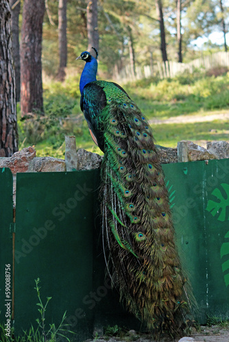 pavão photo