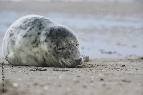 Baby seal relaxing enjoying the lovely day on a Baltic Sea beach. Seal with a soft fur coat long whiskers dark eyes and sharp claws. Harmony with nature. Seal looking inquisitively at the camera