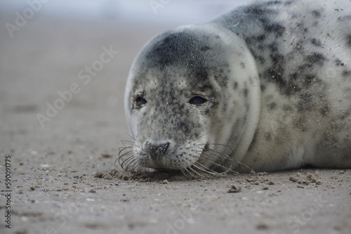 Baby seal relaxing enjoying the lovely day on a Baltic Sea beach. Seal with a soft fur coat long whiskers dark eyes and sharp claws. Harmony with nature. Seal looking inquisitively at the camera