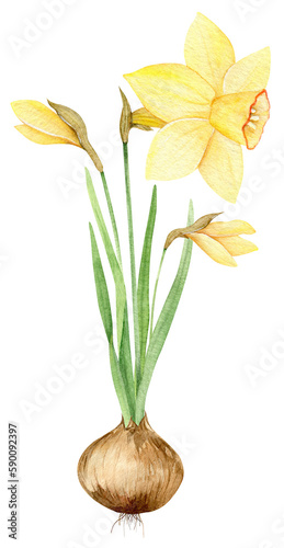Watercolor yellow daffodils. Flower bulb. Spring flowers
