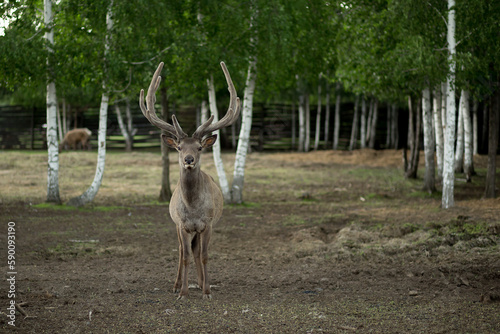 Deer farm