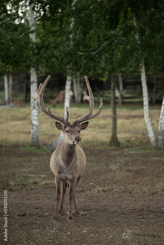 Deer farm
