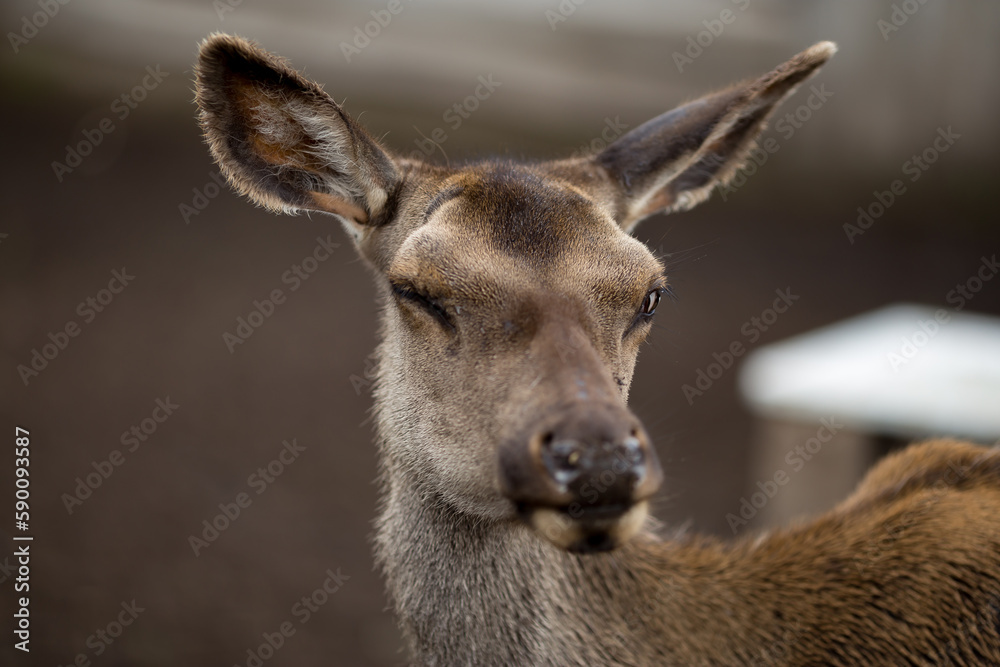 Wild animal. Sika deer portrait on the farm Wild animal. Sika deer portrait on the farm