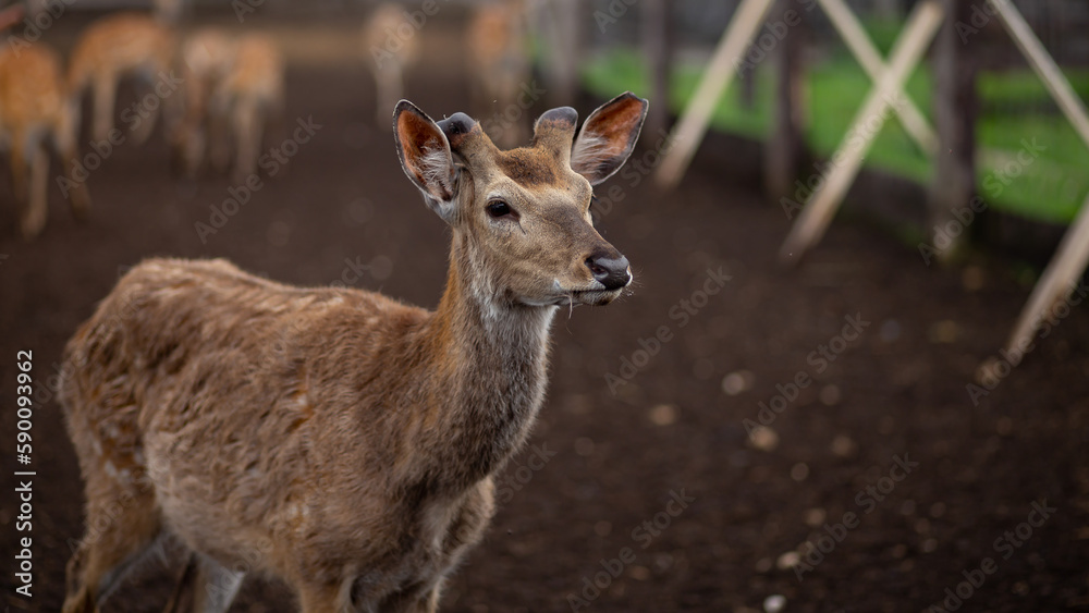 Wild animal. Sika deer portrait on the farm Wild animal. Sika deer portrait on the farm