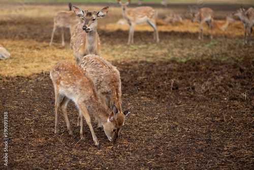 Deer farm