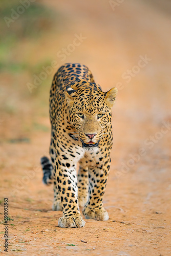 Indian Leopard in its natural habitat. This picture is taken from the northern jungles of India