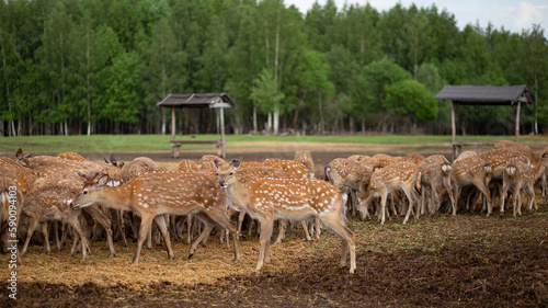 Deer farm