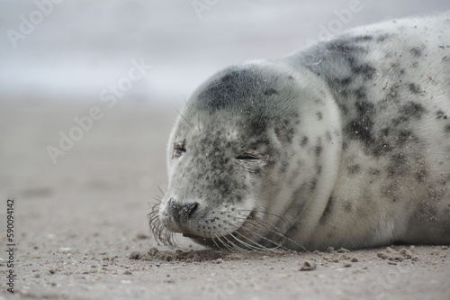 Baby seal relaxing enjoying the lovely day on a Baltic Sea beach. Seal with a soft fur coat long whiskers dark eyes and sharp claws. Harmony with nature. Seal looking inquisitively at the camera