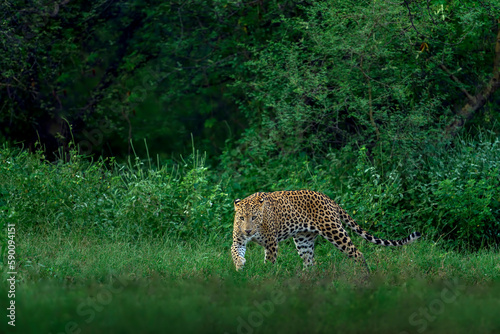 Indian Leopard in its natural habitat. This picture is taken from the northern jungles of India
