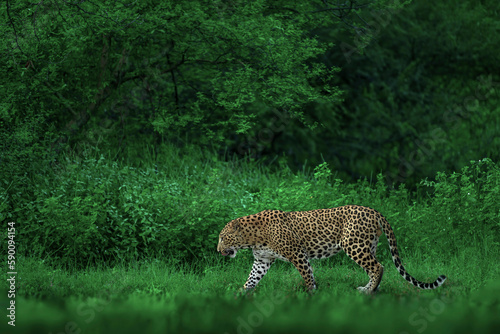 Indian Leopard in its natural habitat. This picture is taken from the northern jungles of India