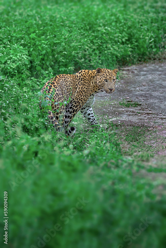 Indian Leopard in its natural habitat. This picture is taken from the northern jungles of India
