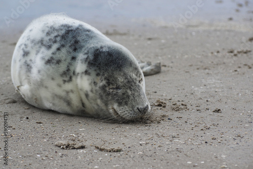 Baby seal relaxing enjoying the lovely day on a Baltic Sea beach. Seal with a soft fur coat long whiskers dark eyes and sharp claws. Harmony with nature. Seal looking inquisitively at the camera