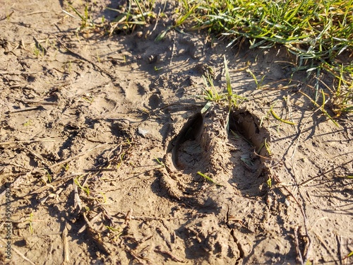 Animal footprints in the mud after the rain. Slovakia