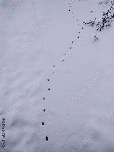 Animal footprints in the snow during winter. Slovakia