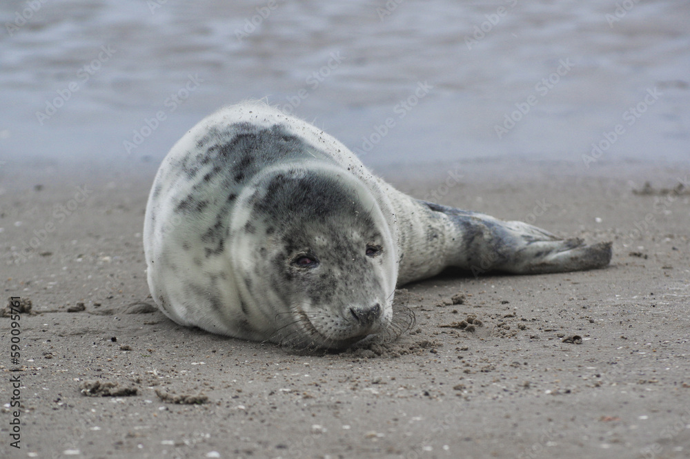 Fototapeta premium Baby seal relaxing enjoying the lovely day on a Baltic Sea beach. Seal with a soft fur coat long whiskers dark eyes and sharp claws. Harmony with nature. Seal looking inquisitively at the camera
