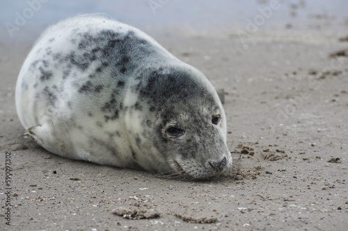 Baby seal relaxing enjoying the lovely day on a Baltic Sea beach. Seal with a soft fur coat long whiskers dark eyes and sharp claws. Harmony with nature. Seal looking inquisitively at the camera
