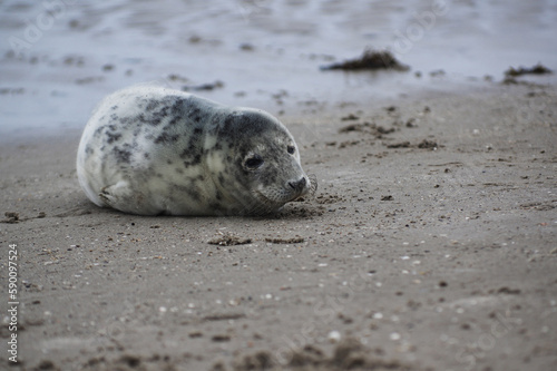 Baby seal relaxing enjoying the lovely day on a Baltic Sea beach. Seal with a soft fur coat long whiskers dark eyes and sharp claws. Harmony with nature. Seal looking inquisitively at the camera