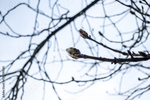 shoots of a chestnut tree against the background of branches and a cloudy sky