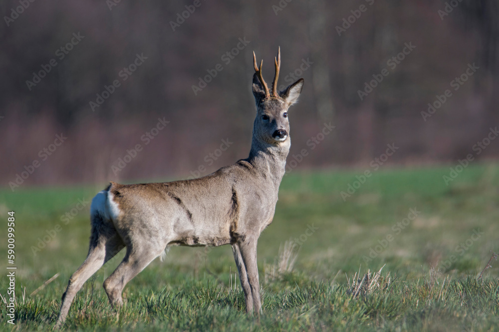 deer resting in the meadow deer resting in the meadow