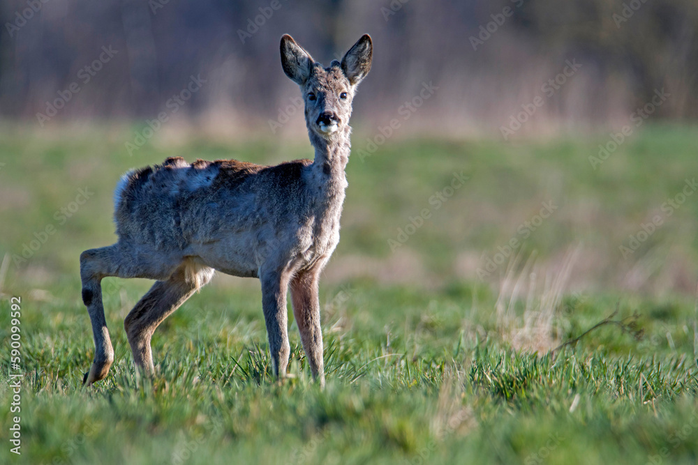 deer resting in the meadow deer resting in the meadow