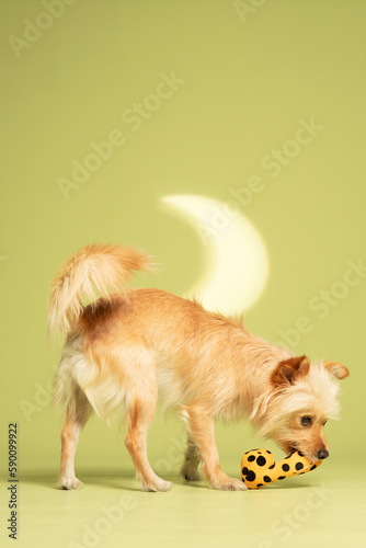 Dog photography at studio with creative background