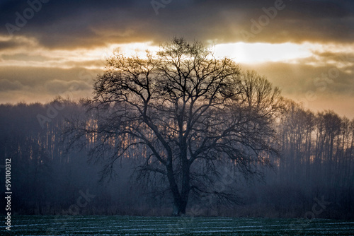 Rozłożyste drzewo o wschodzie słońca © Wojciech