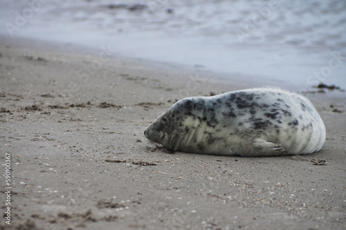 Baby seal relaxing enjoying the lovely day on a Baltic Sea beach. Seal with a soft fur coat long whiskers dark eyes and sharp claws. Harmony with nature. Seal looking inquisitively at the camera