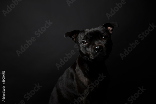 Pies na czarnym tle