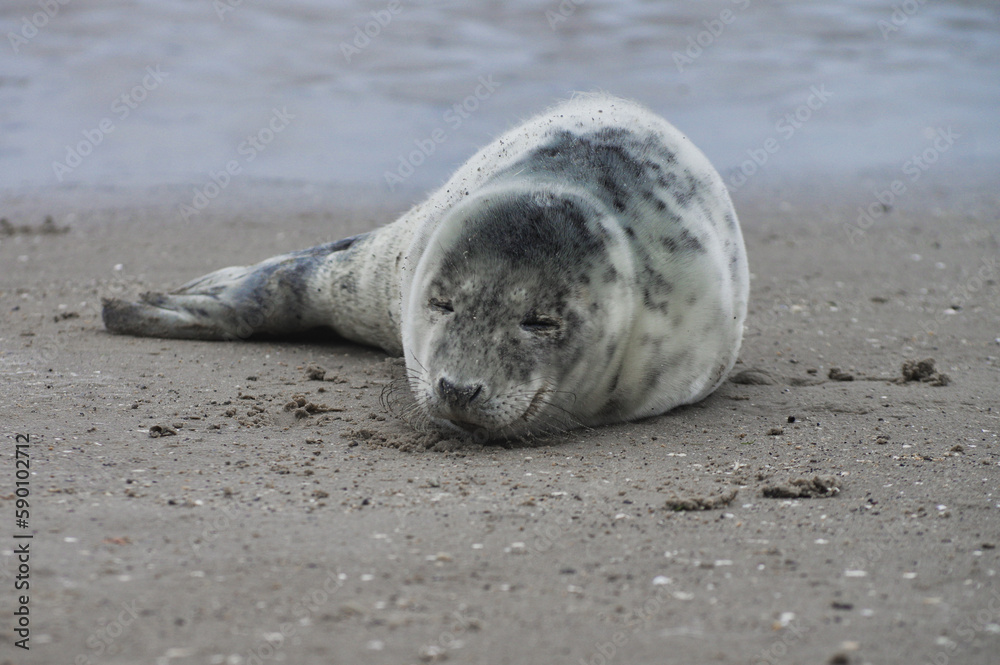 Obraz premium Baby seal relaxing enjoying the lovely day on a Baltic Sea beach. Seal with a soft fur coat long whiskers dark eyes and sharp claws. Harmony with nature. Seal looking inquisitively at the camera