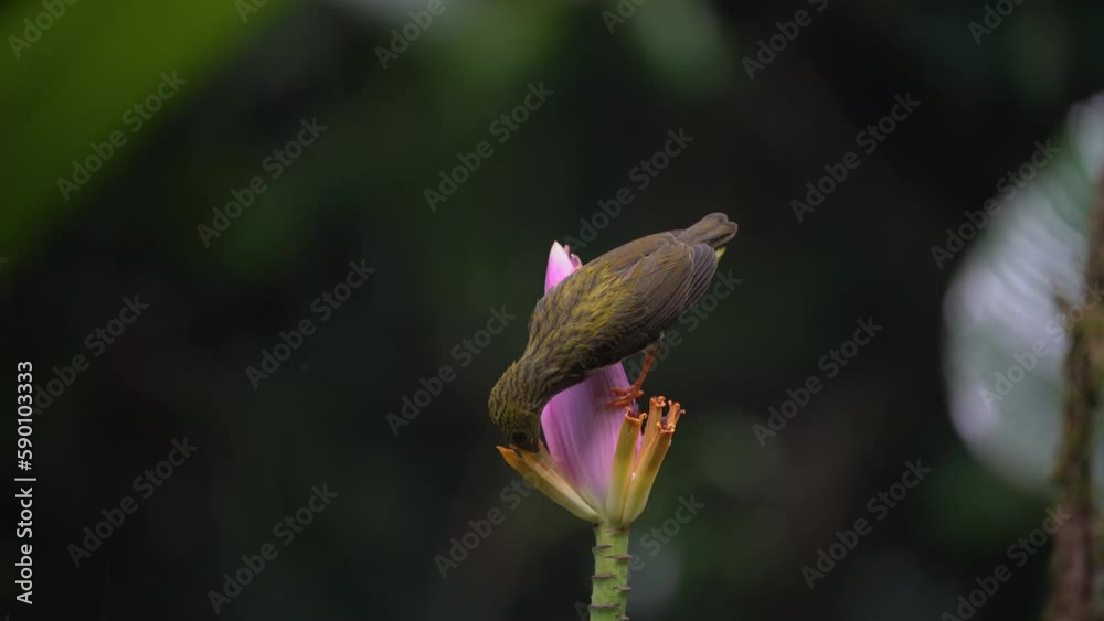 Streaked Spiderhunter bird with banana flower. Streaked Spiderhunter bird with banana flower.