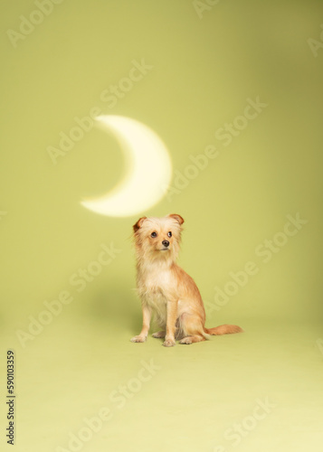 Dog photography at studio with creative background