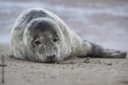 Baby seal relaxing enjoying the lovely day on a Baltic Sea beach. Seal with a soft fur coat long whiskers dark eyes and sharp claws. Harmony with nature. Seal looking inquisitively at the camera