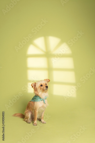 Dog photography at studio with creative background
