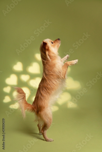 Dog photography at studio with creative background