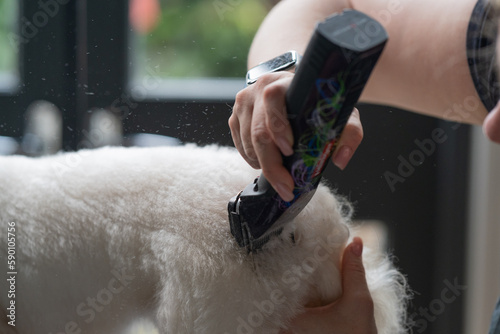 Haircut of a cute dog. white maltese, close up