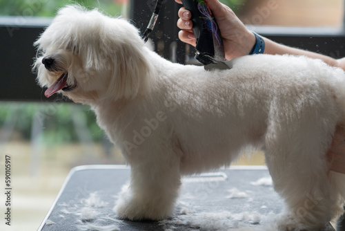 Haircut of a cute dog. white maltese, close up