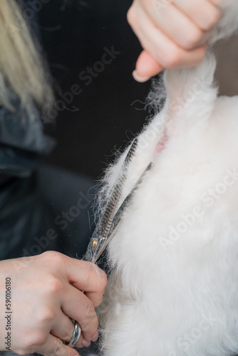 Haircut of a cute dog. white maltese, close up