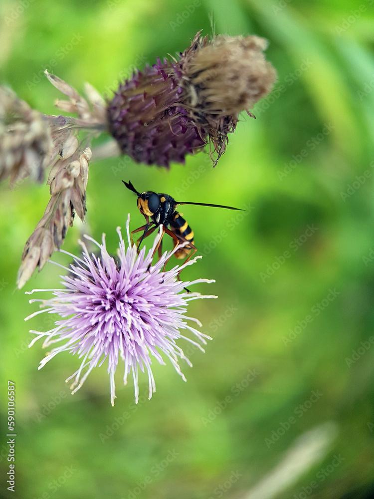 fly on a thistle fly on a thistle