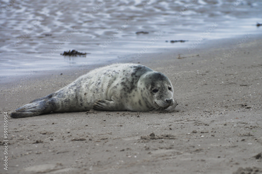 Baby seal relaxing enjoying the lovely day on a Baltic Sea beach. Seal with a soft fur coat long whiskers dark eyes and sharp claws. Harmony with nature. Seal looking inquisitively at the camera Baby seal relaxing enjoying the lovely day on a Baltic Sea beach. Seal with a soft fur coat long whiskers dark eyes and sharp claws. Harmony with nature. Seal looking inquisitively at the camera