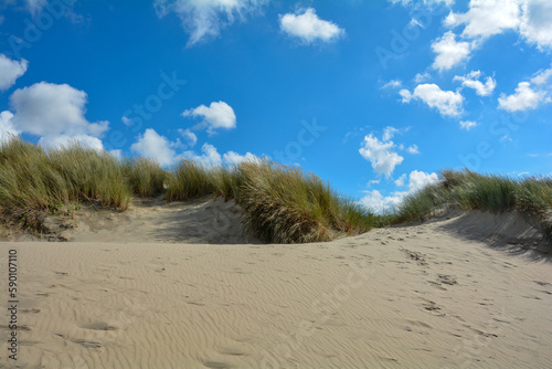 Sand dunes with beach grass at the North Sea