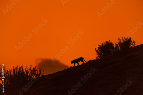 Indian Leopard in its natural habitat © Sandeep