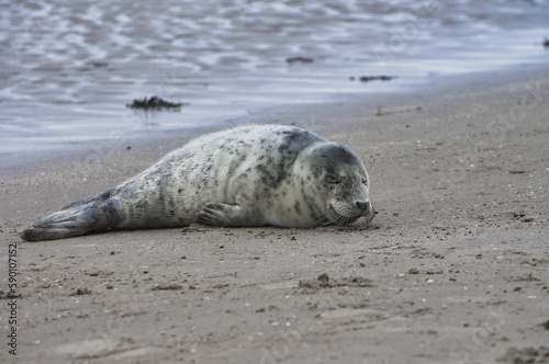 Baby seal relaxing enjoying the lovely day on a Baltic Sea beach. Seal with a soft fur coat long whiskers dark eyes and sharp claws. Harmony with nature. Seal looking inquisitively at the camera