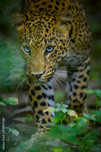 Indian Leopard in its natural habitat © Sandeep